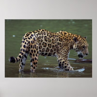 Jaguar (Panthera onca) im Schlammfluss