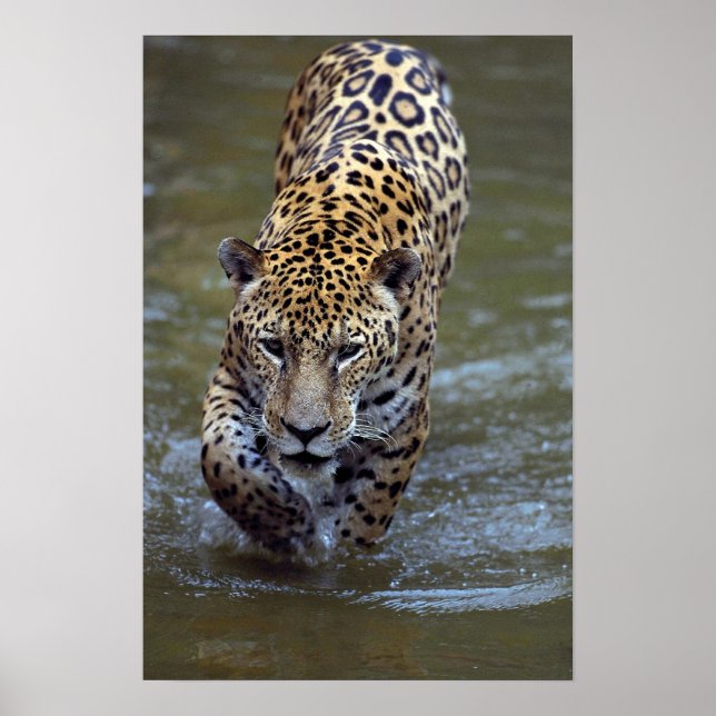 Jaguar (Panthera onca) im Schlammfluss Poster (Vorne)