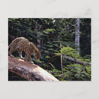 Jaguar (Panthera onca) in Baum Postkarte
