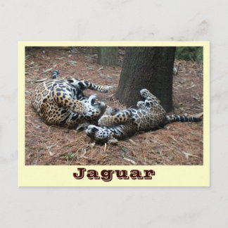JAGUAR-PAW BACK-IMG_2914 -Shane-Carrie Postkarte
