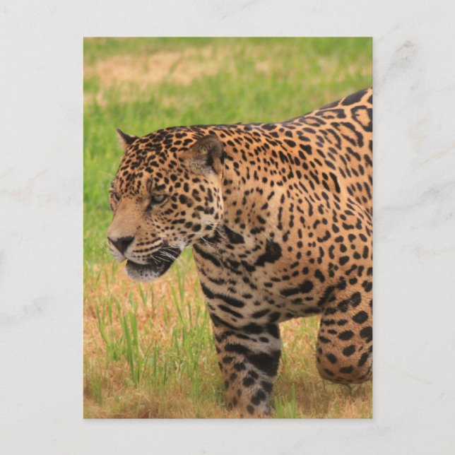 Jaguar Postcard Postkarte (Vorderseite)