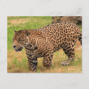 Jaguar Postcard Postkarte