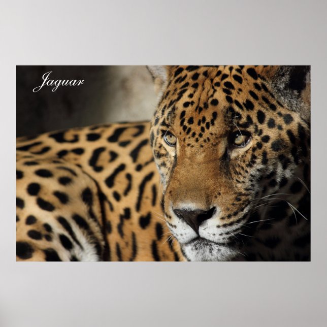 Jaguar Poster (Vorne)