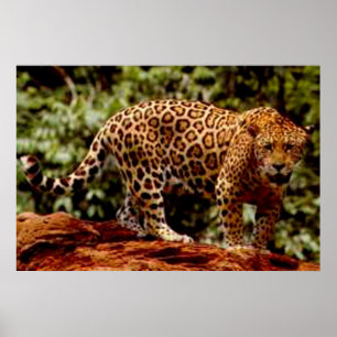 Jaguar Poster