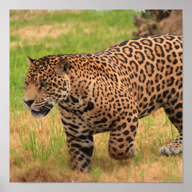 Jaguar Poster Print (Vorne)