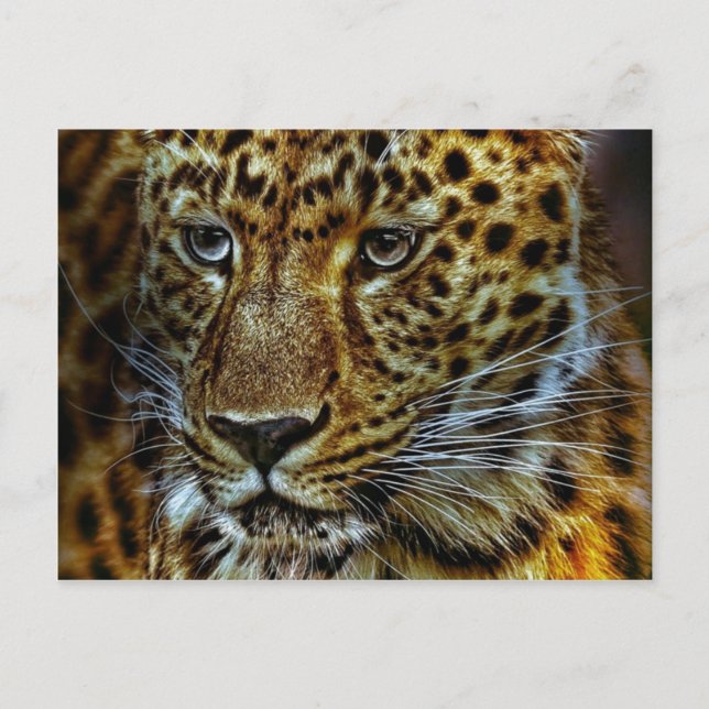 Jaguar Postkarte (Vorderseite)