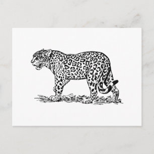 Jaguar Postkarte