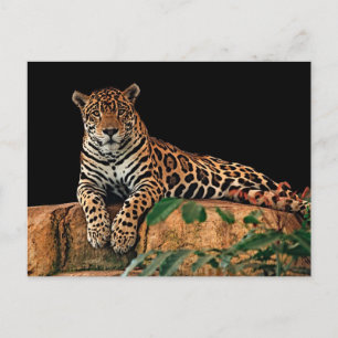 Jaguar Postkarte