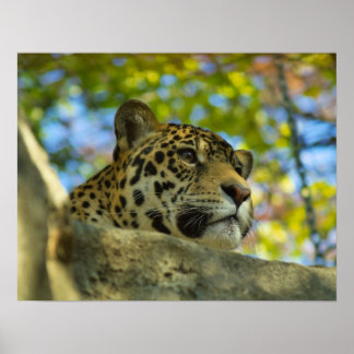 Jaguar Print Poster