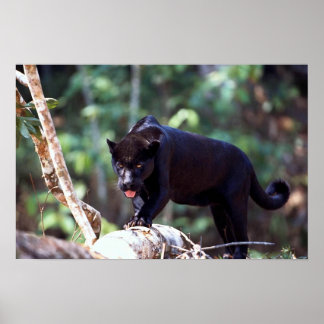 Jaguar, schwarze Phase (Panthera onca) Poster