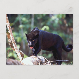 Jaguar, schwarze Phase (Panthera onca) Postkarte