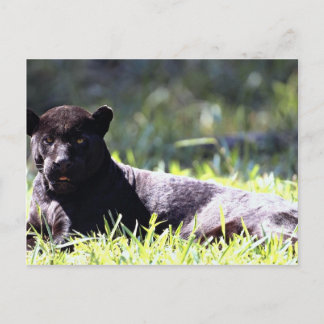 Jaguar, schwarze Phase (Panthera onca) Postkarte