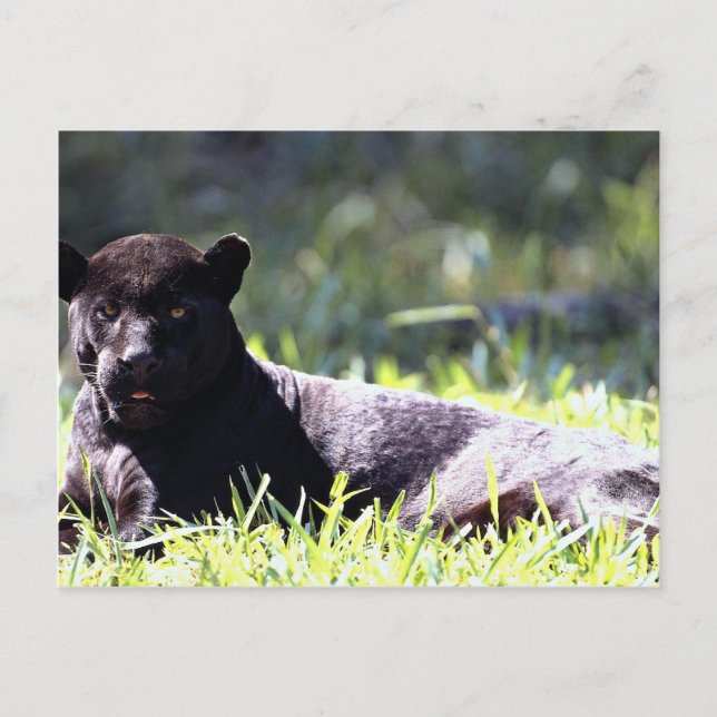 Jaguar, schwarze Phase (Panthera onca) Postkarte (Vorderseite)