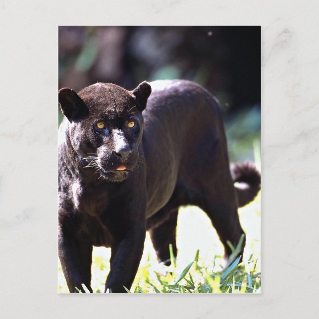 Jaguar, schwarze Phase (Panthera onca) Postkarte (Vorderseite)