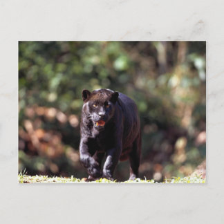 Jaguar, schwarze Phase (Panthera onca) Postkarte