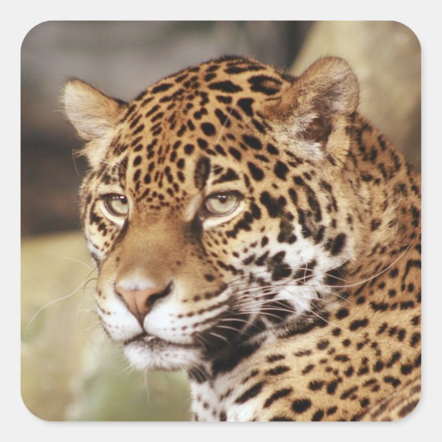 Jaguar Sticker (Vorderseite)