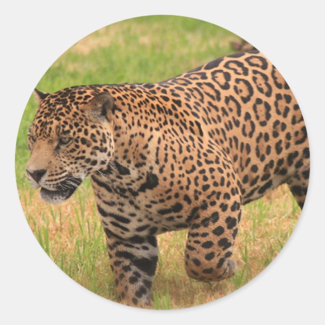 Jaguar Stickers (Vorderseite)