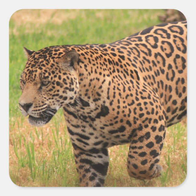 Jaguar Stickers (Vorderseite)