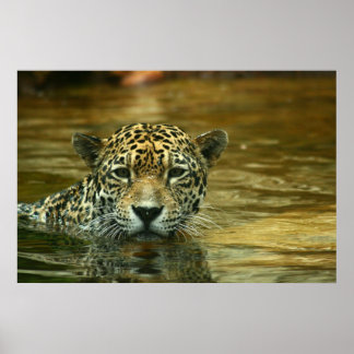 Jaguar Swimming Foto Poster