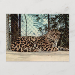 Jaguar Vintage Zoo Wildlife-Fotografie Postkarte
