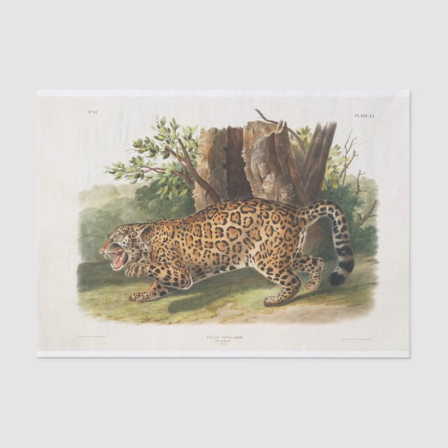 Jaguar von Nordamerika (1845) Dekoupage Seidenpapier (Vorderseite)