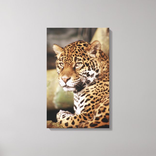 Jaguar Wrapped Canvas Leinwanddruck (Vorderseite)