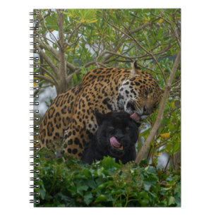 Jaguare in Liebe Notizblock
