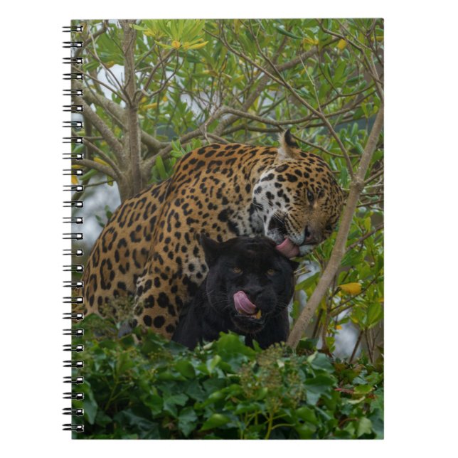 Jaguare in Liebe Notizblock (Vorderseite)