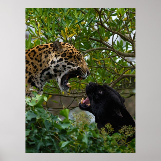 Jaguare in Liebe Poster (Vorne)