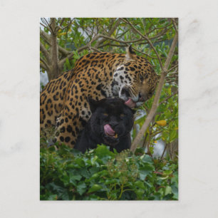 Jaguare in Liebe Postkarte