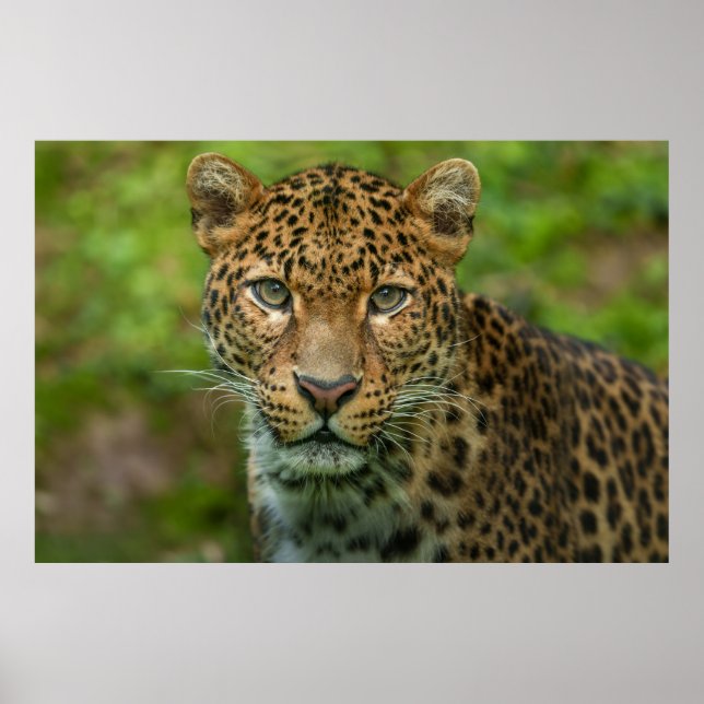 Jaguars Intensität Poster (Vorne)