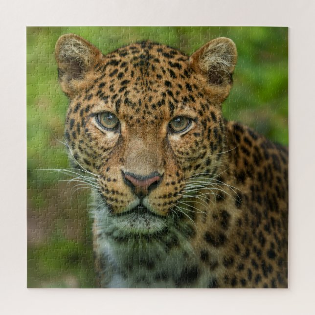 Jaguars Intensität Puzzle (Vertikal)