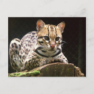 Jaguatirica Postkarte