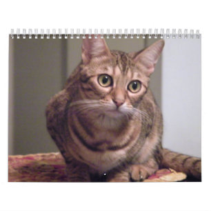 Jahr der bengalischen Katze Kalender