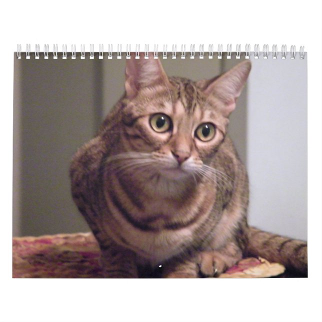 Jahr der bengalischen Katze Kalender (Titelbild)