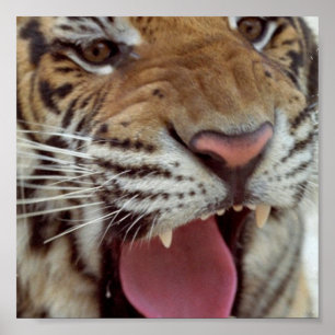 Jahr der Tiger-Poster-Printwerbung Poster