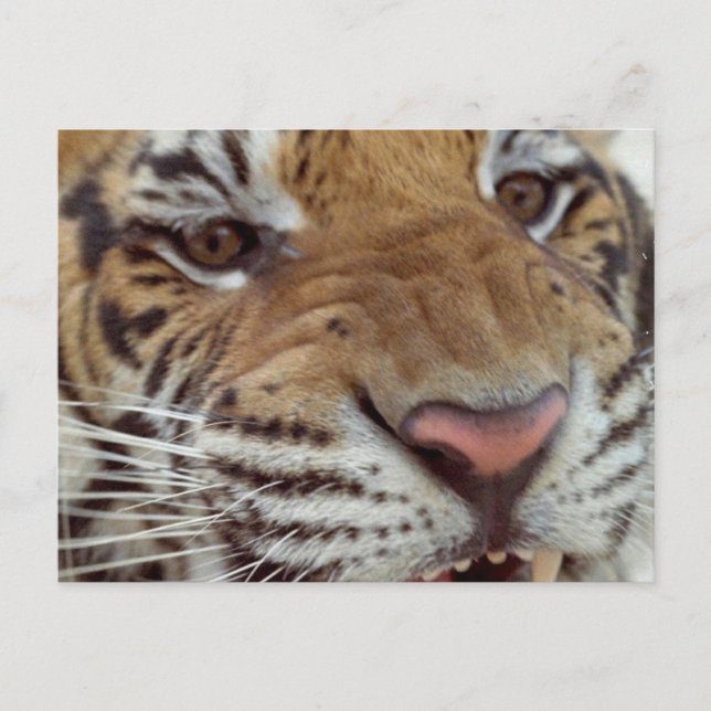 Jahr der Tiger-Postkarte Feiertagspostkarte (Vorderseite)