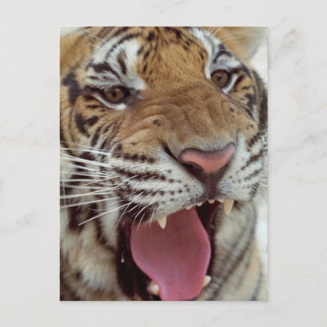 Jahr der Tiger-Postkarte Postkarte (Vorderseite)