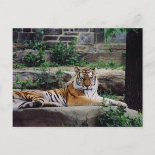 Jahr des Tigers Feiertagspostkarte