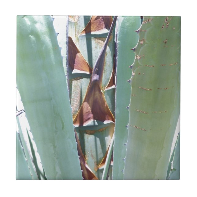 Jahrhundert oder Agave Fliese (Vorderseite)