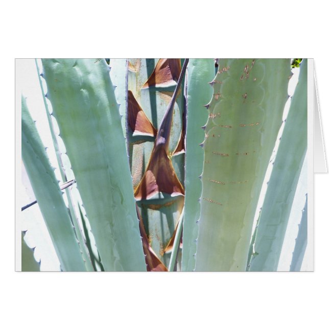 Jahrhunderte Pflanze (Vorderseite (Horizontal))