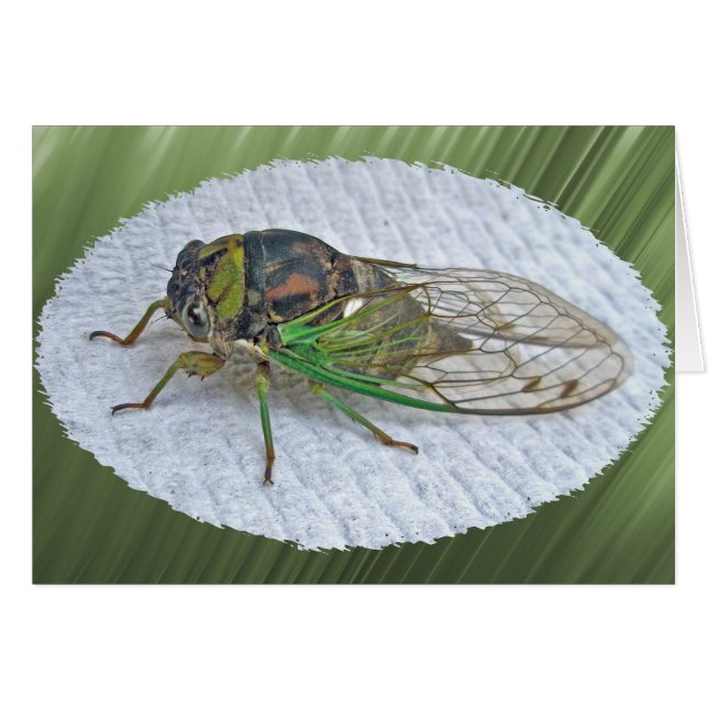 Jährliche Cicada-Koordinationsaufgaben (Vorderseite (Horizontal))