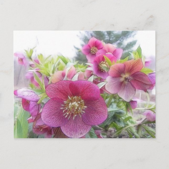 Jährliche Pflanze - Lila Hellebore Postkarte (Vorderseite)
