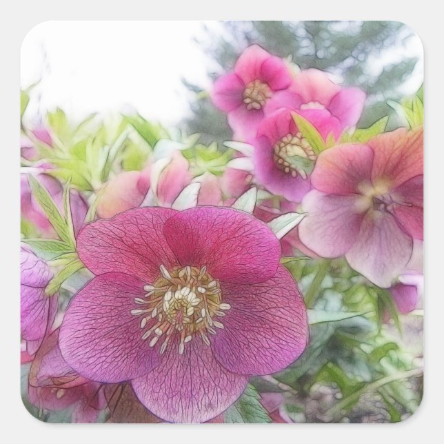 Jährliche Pflanze - Lila Hellebore Quadratischer Aufkleber (Vorderseite)