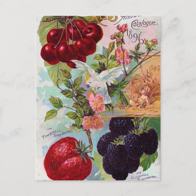 Jährlicher Fruchtkatalog 1896 Postkarte (Vorderseite)