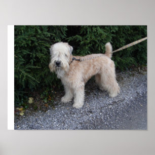 Jake bei Biltmore Poster