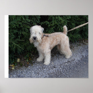 Jake bei Biltmore Poster