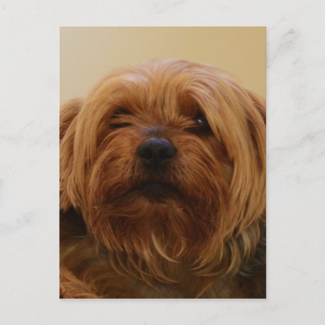 Jake The Yorkie Terrier Postkarte (Vorderseite)