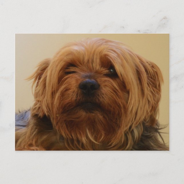 Jake The Yorkie Terrier Postkarte (Vorderseite)