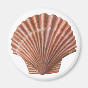 Jakobsmuschel Magnet